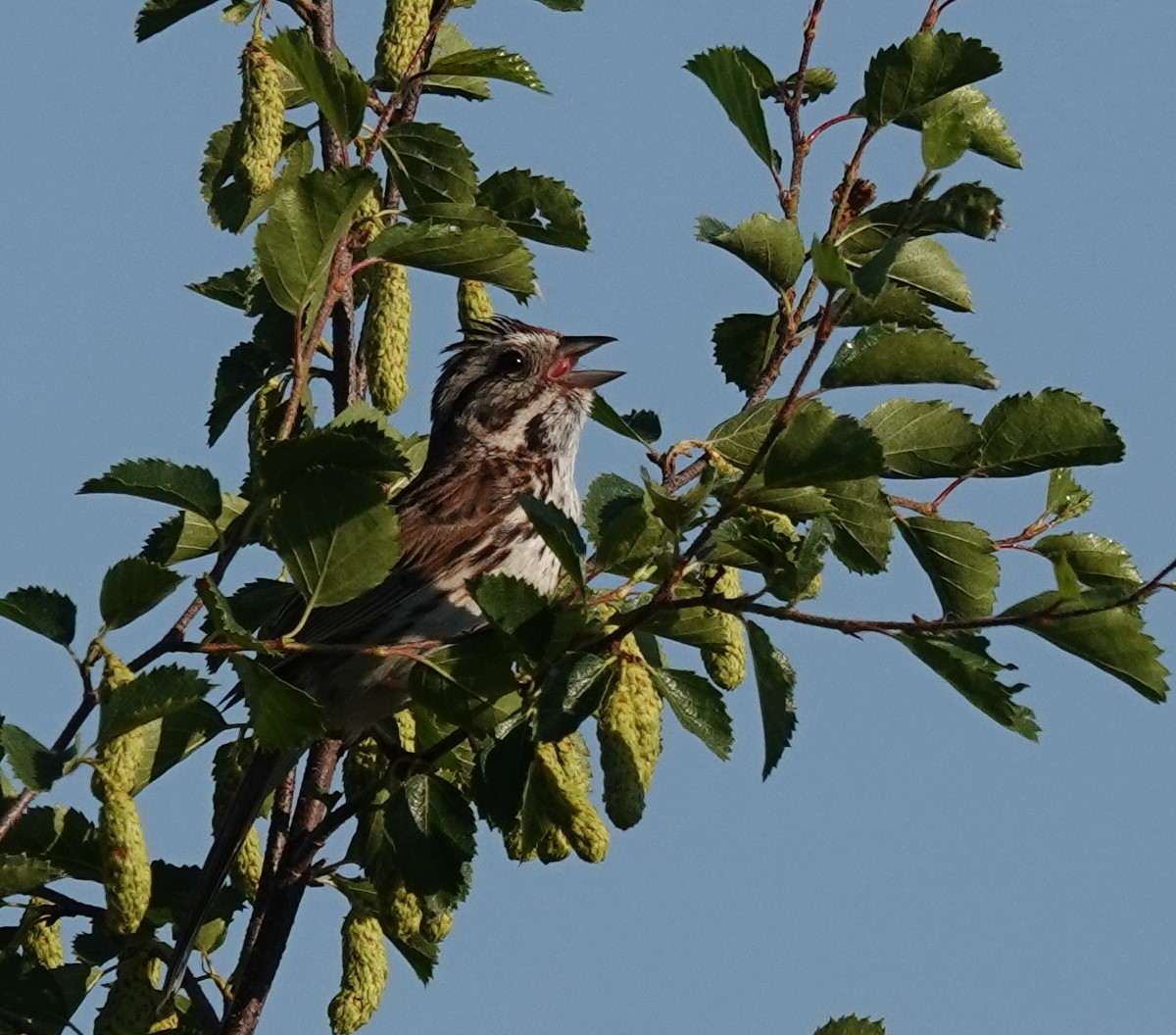 Song Sparrow - ML621321709