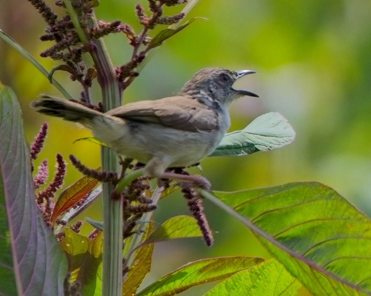 Whistling Cisticola - ML621321788