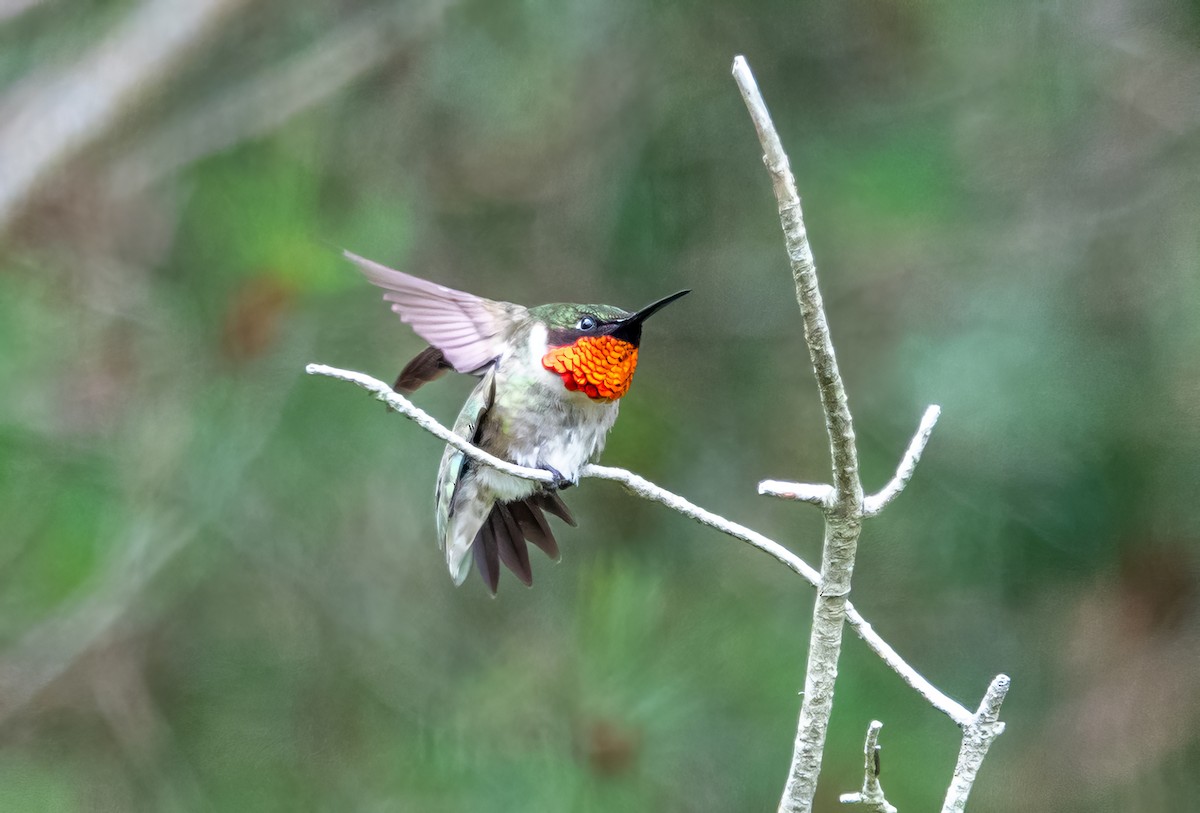 Ruby-throated Hummingbird - Gale VerHague