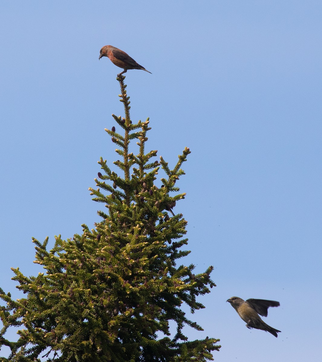 Red Crossbill - ML621321800