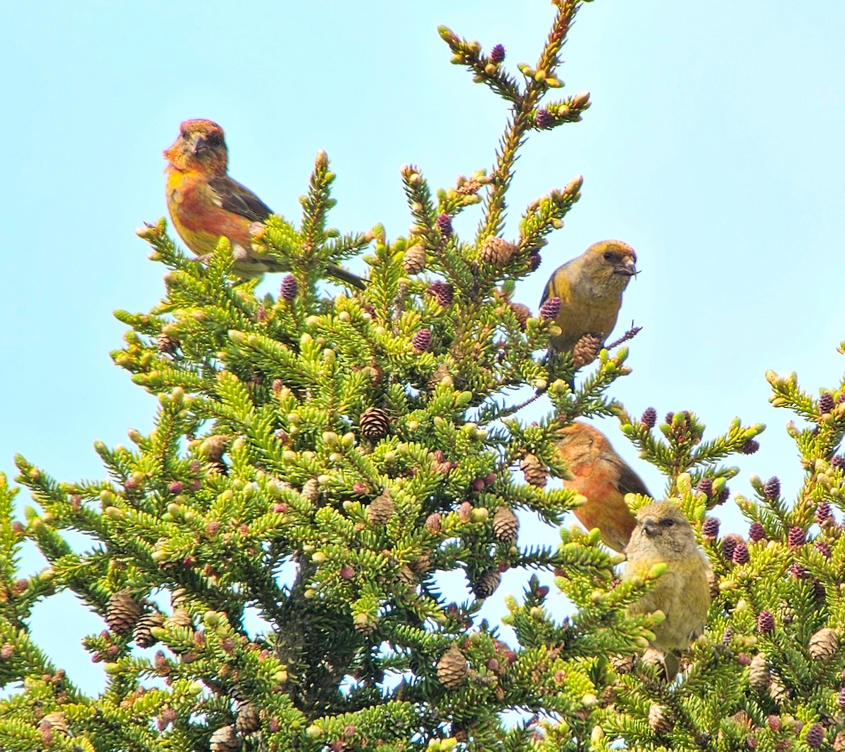 Red Crossbill - ML621321802