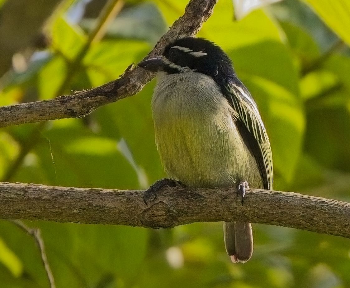 Barbudito Culigualdo - ML621321805