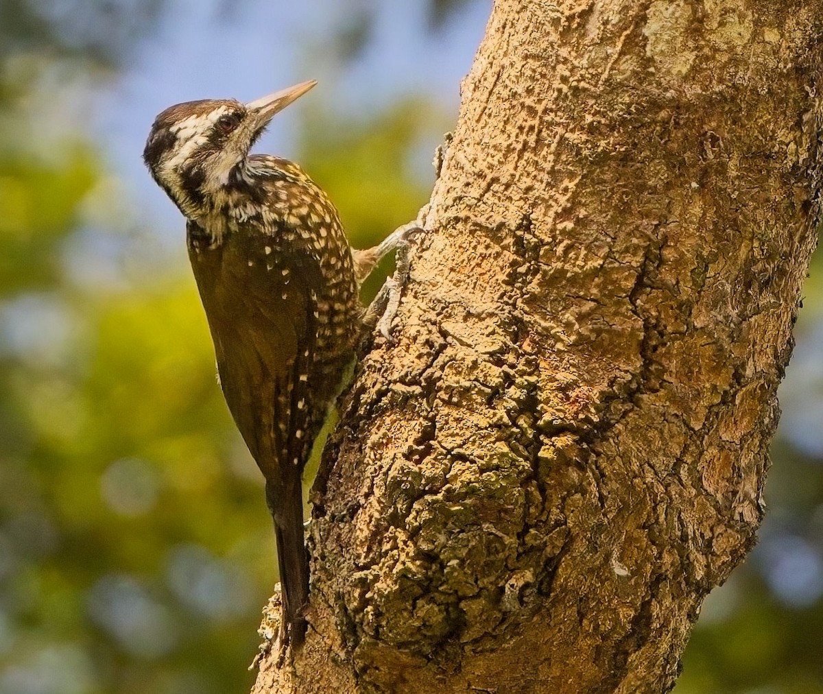 Golden-crowned Woodpecker - ML621321810