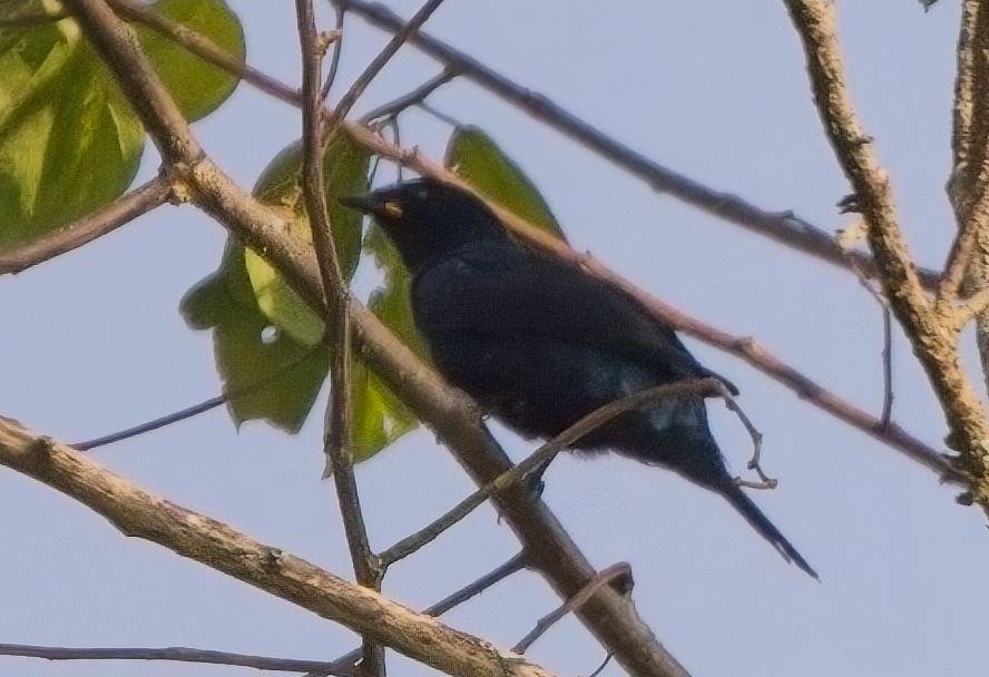 Black Cuckooshrike - Blair Bernson