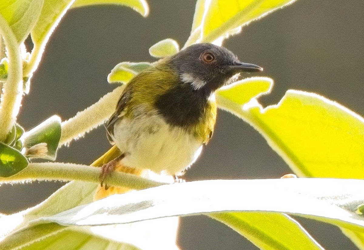 Apalis Enmascarado - ML621321884