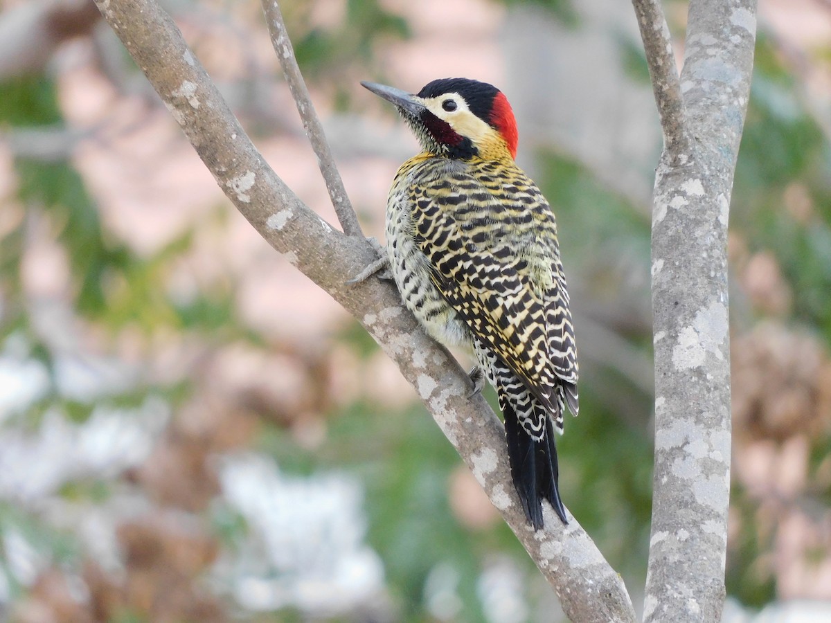 Green-barred Woodpecker - ML621321900