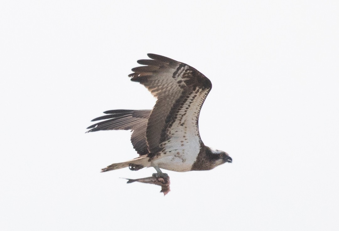 Osprey - ML621321953