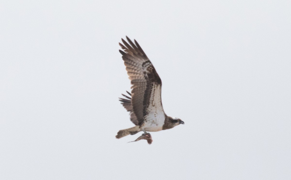 Osprey - ML621321954