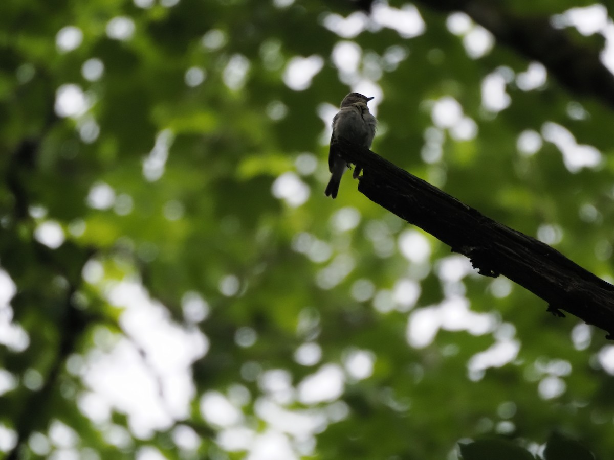 Red-breasted Flycatcher - ML621321981