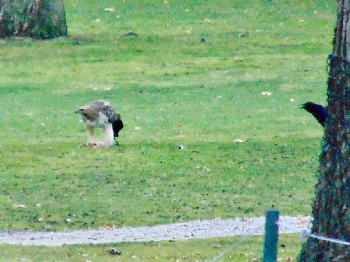 Red-tailed Hawk - ML621322001