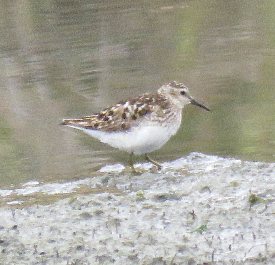 Least Sandpiper - ML621322005