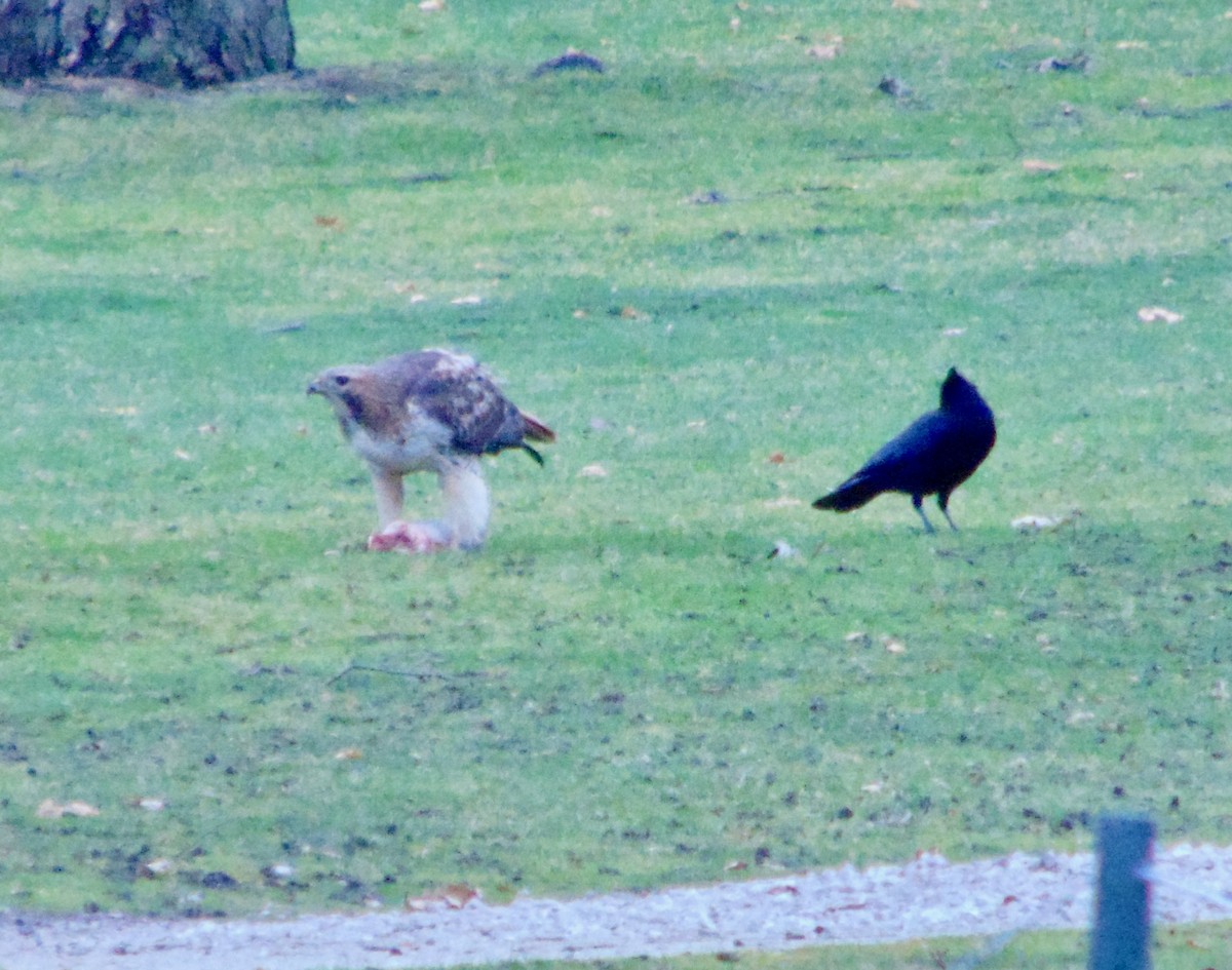 Red-tailed Hawk - ML621322010