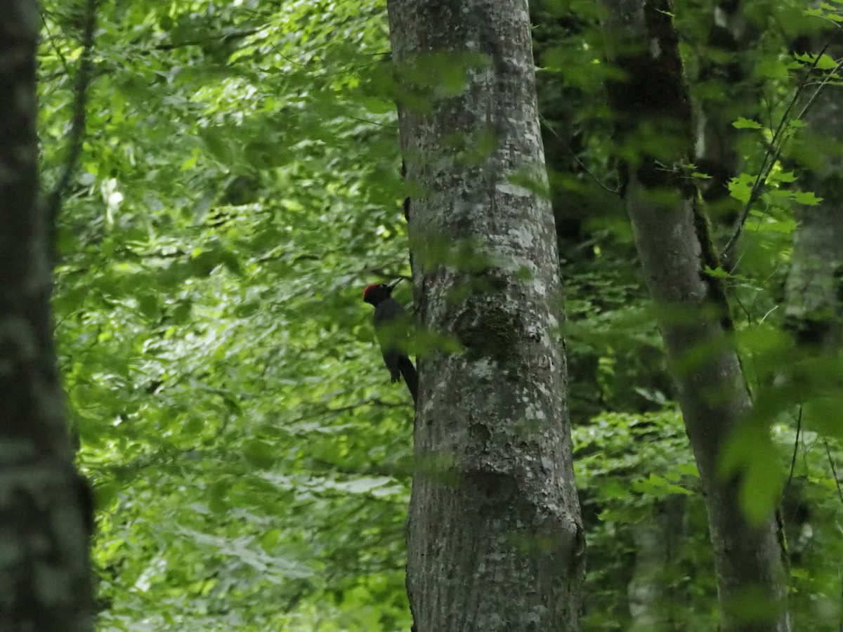 Black Woodpecker - ML621322038