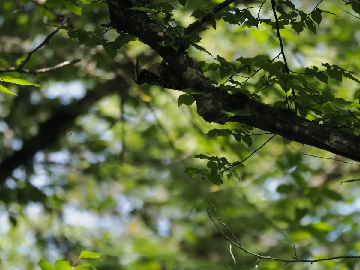 Great Spotted Woodpecker - ML621322045