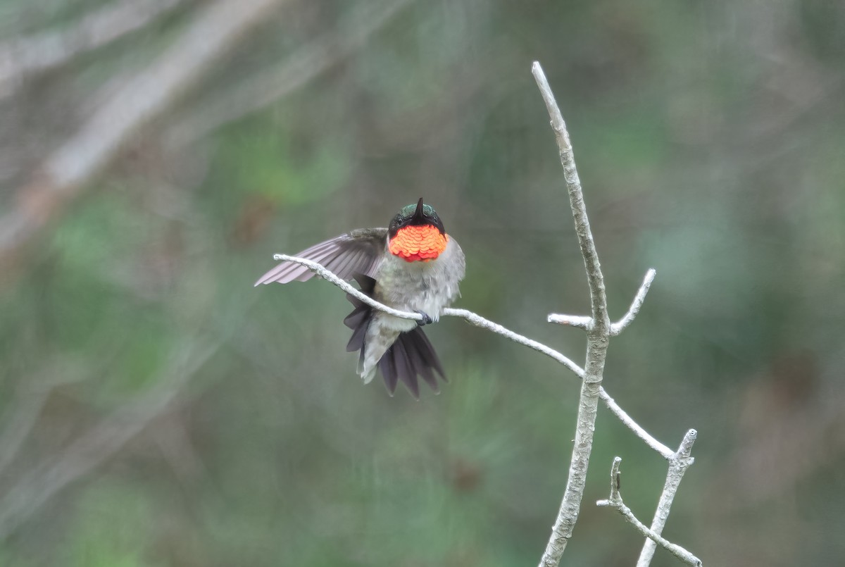 Ruby-throated Hummingbird - ML621322053