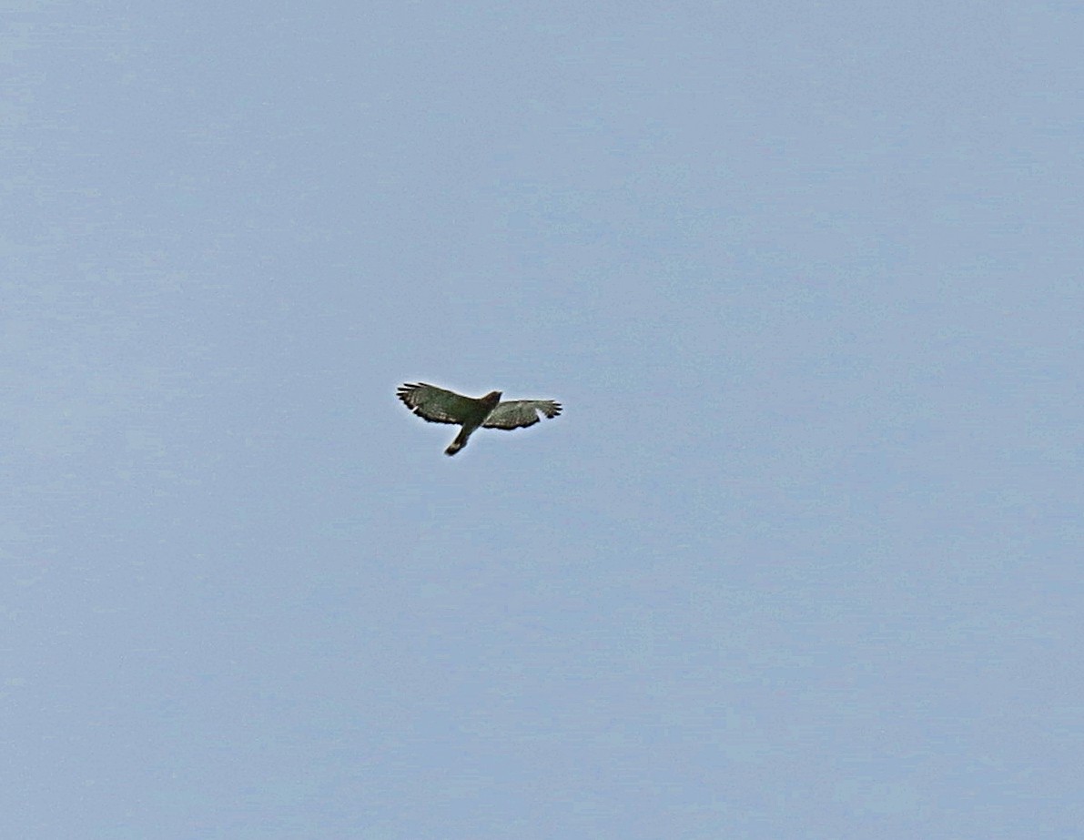 Broad-winged Hawk - Dave Gross