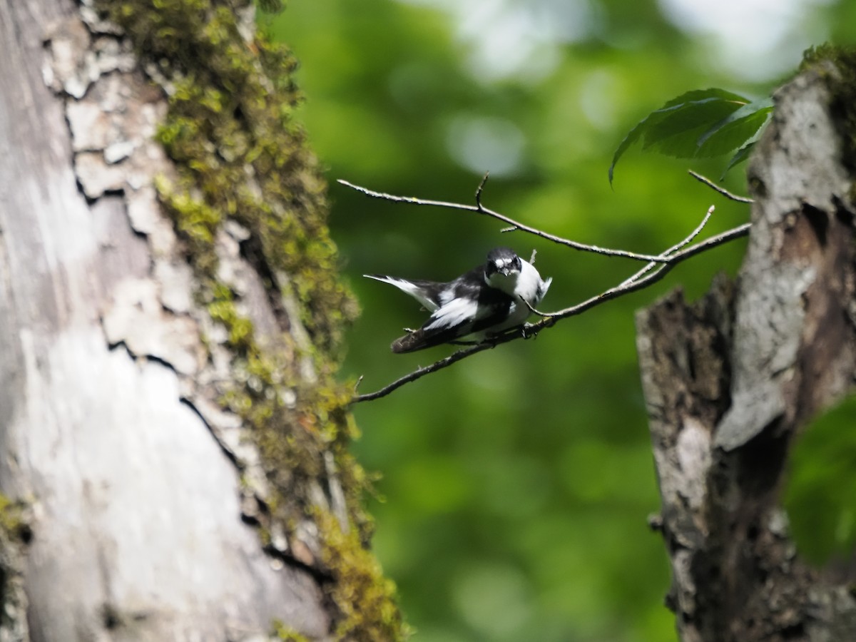 Semicollared Flycatcher - ML621322087