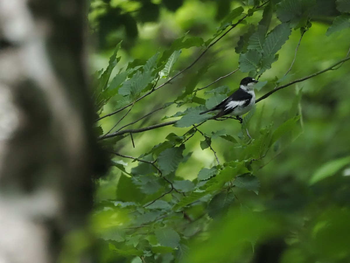 Semicollared Flycatcher - ML621322102