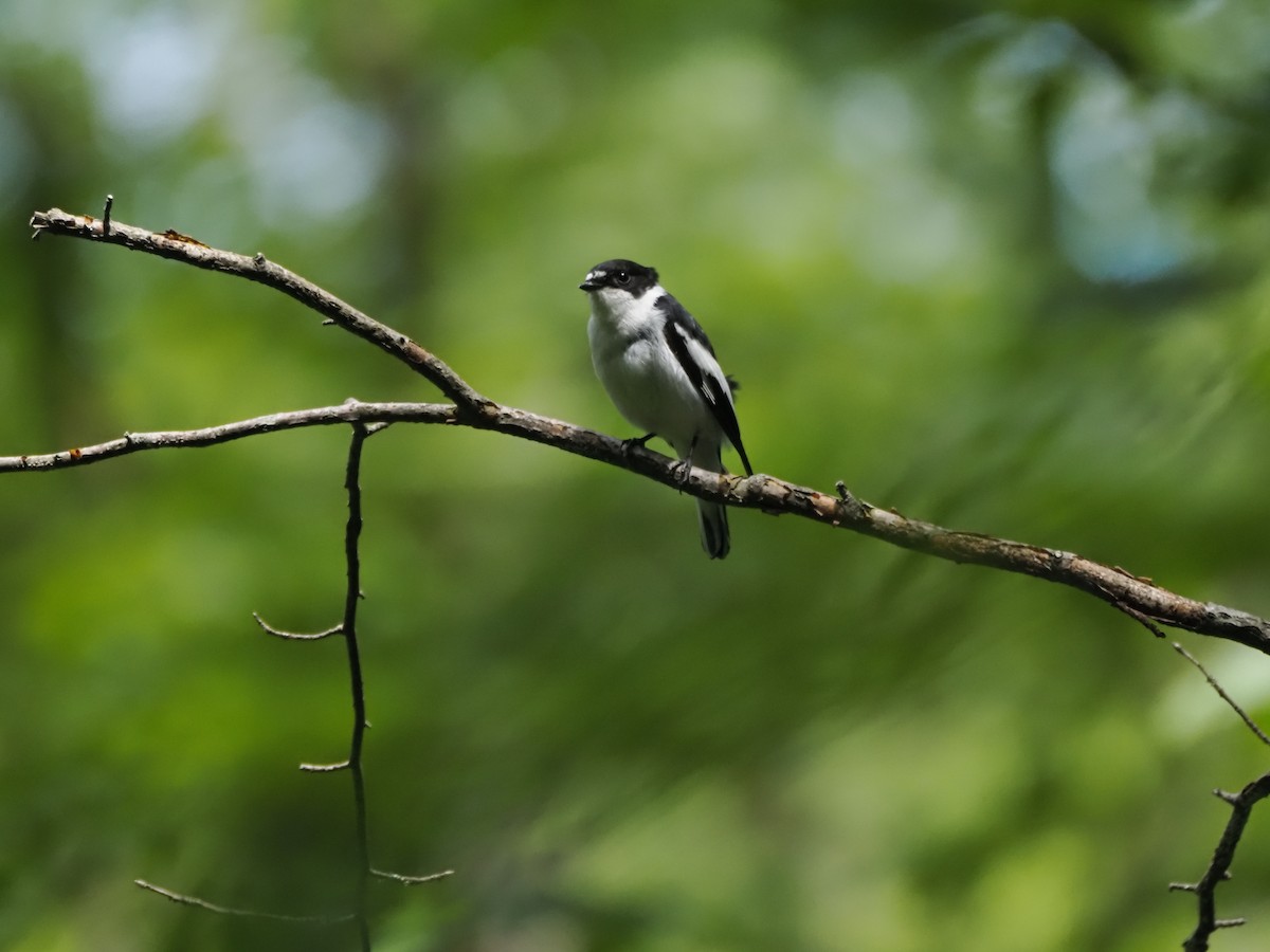 Semicollared Flycatcher - ML621322153
