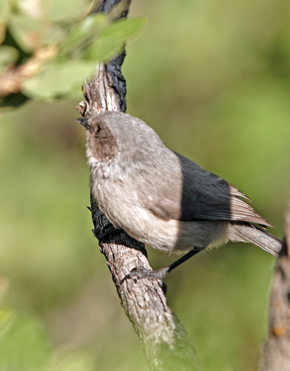 Серый ополовничек - ML621322155