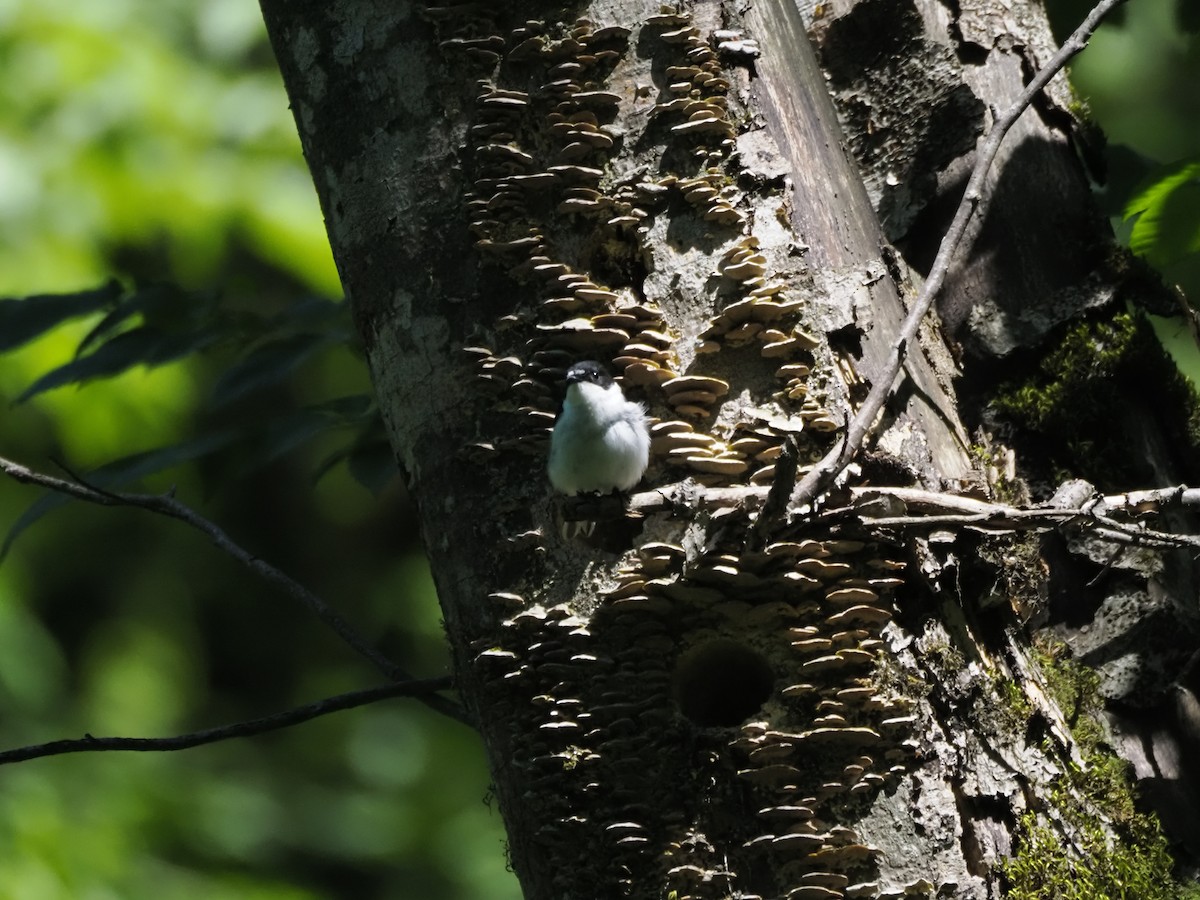 Semicollared Flycatcher - ML621322179