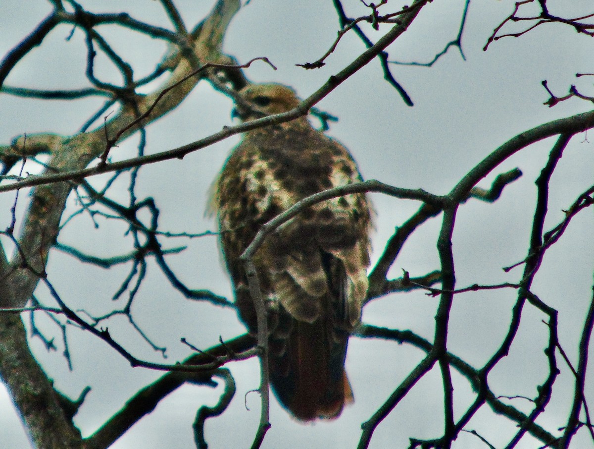 Red-tailed Hawk - ML621322204