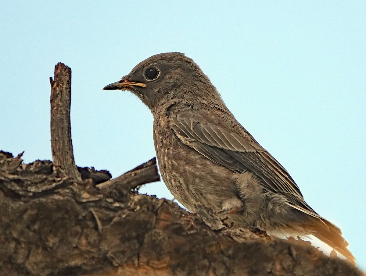 Западная сиалия - ML621322230