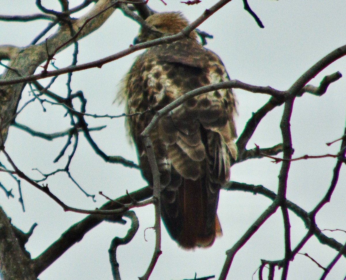 Red-tailed Hawk - ML621322235