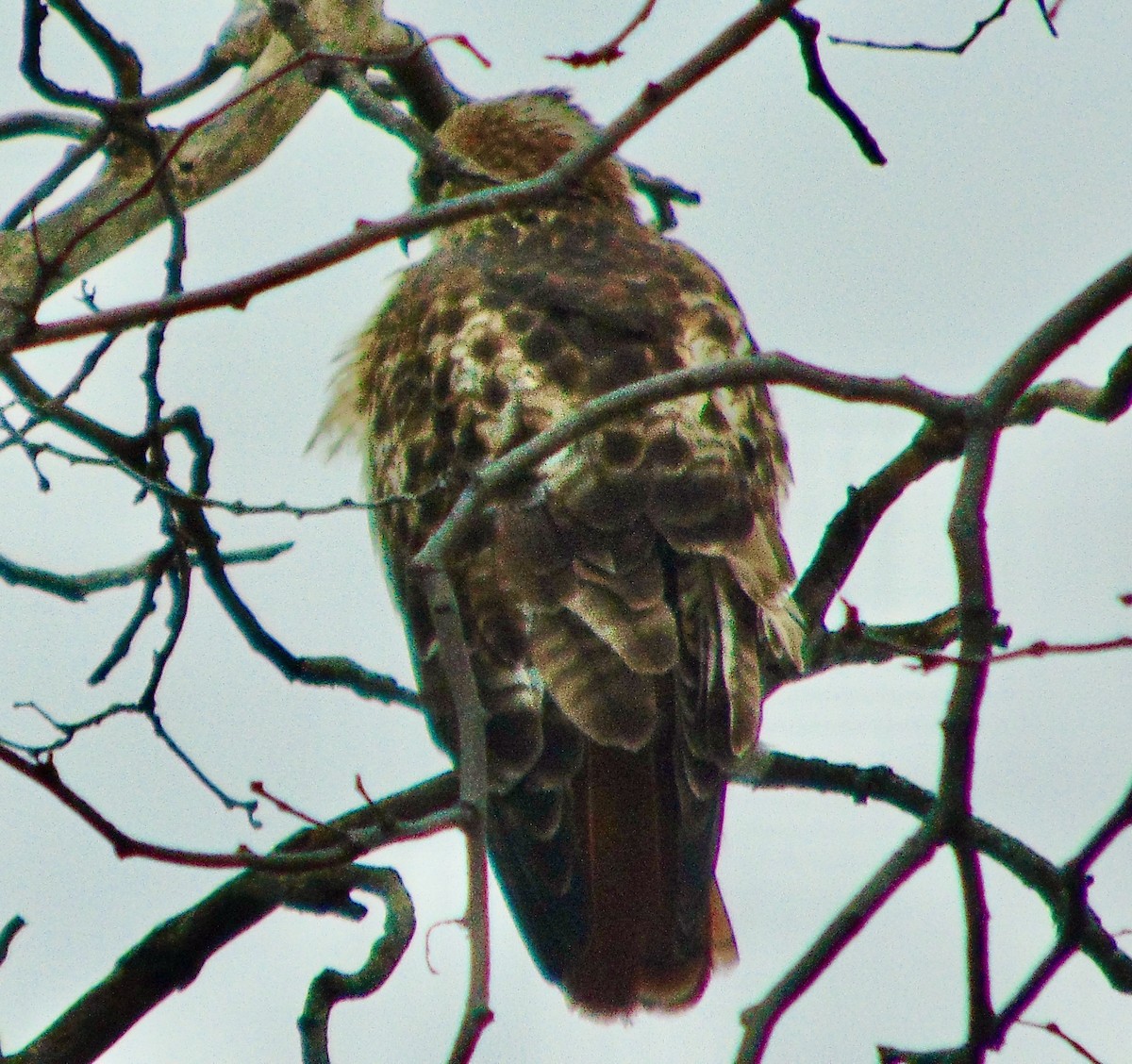 Red-tailed Hawk - ML621322240