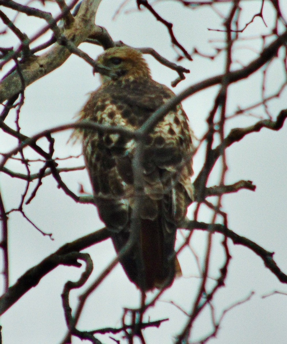 Red-tailed Hawk - ML621322250