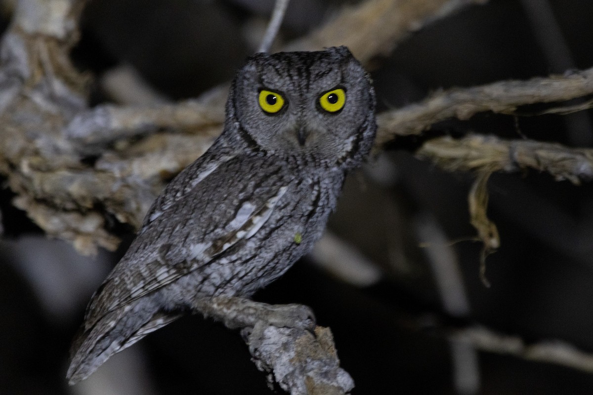 Western Screech-Owl - Jodhan Fine