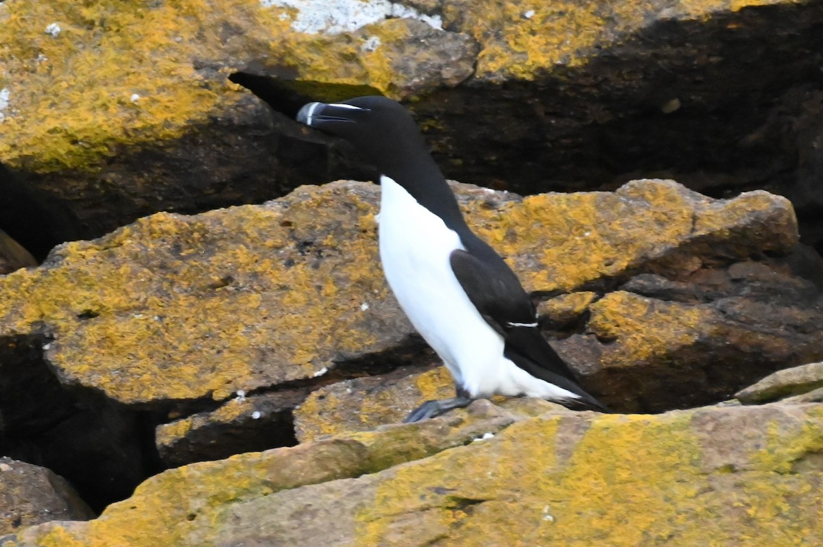 Razorbill - ML621322309