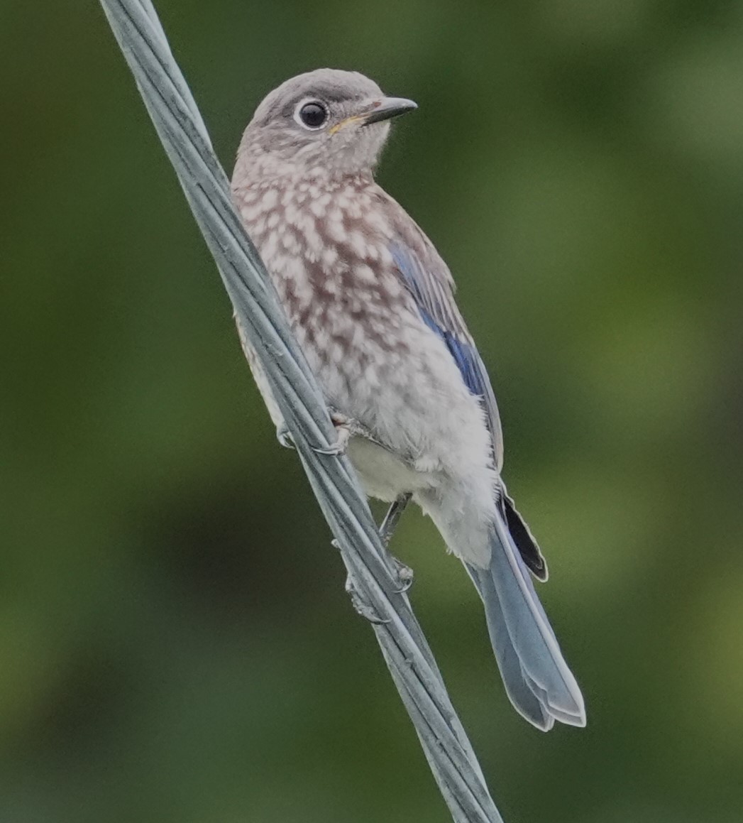 Eastern Bluebird - ML621322355