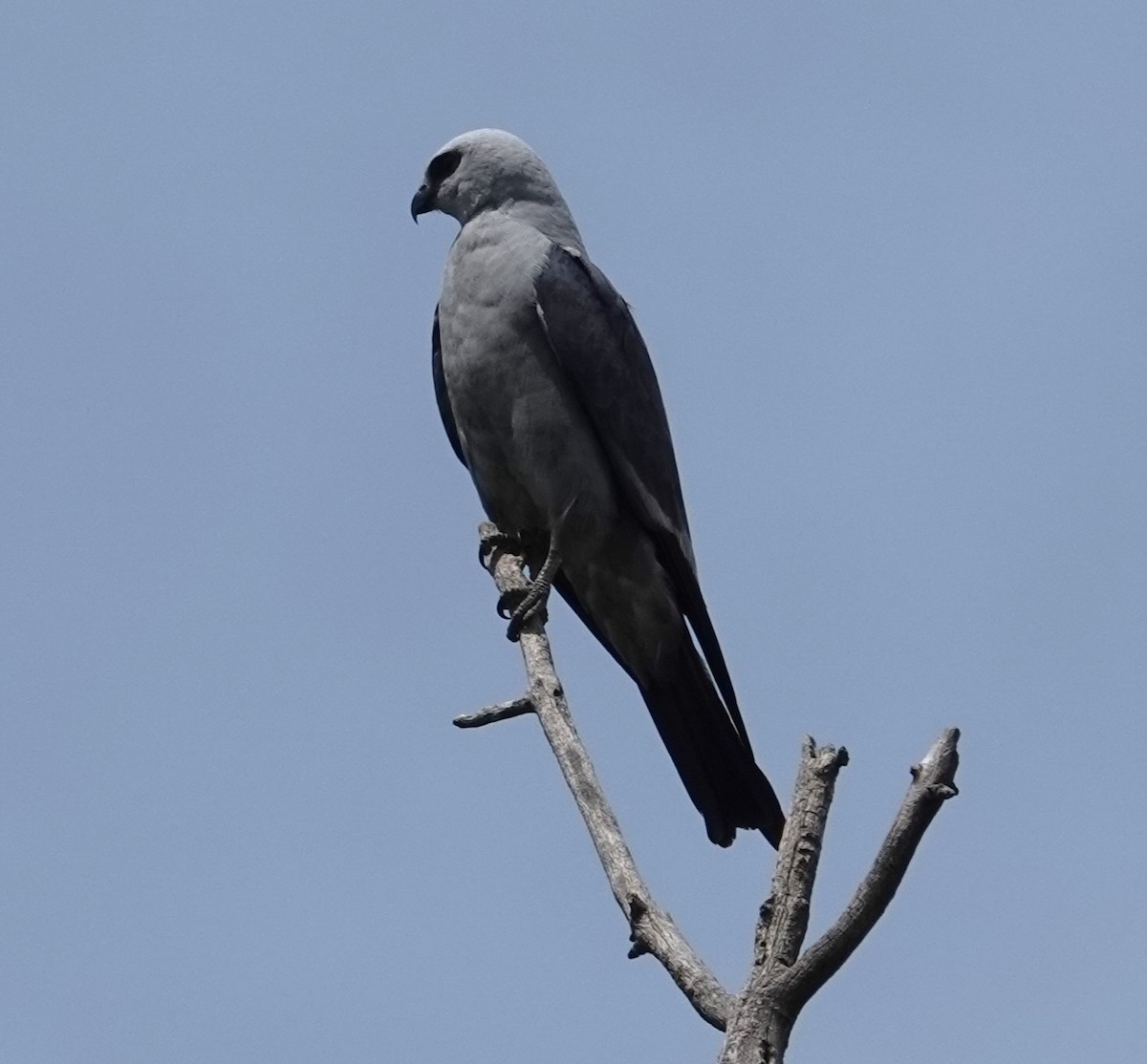 Mississippi Kite - ML621322401