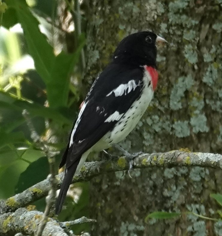 Rose-breasted Grosbeak - ML621322433