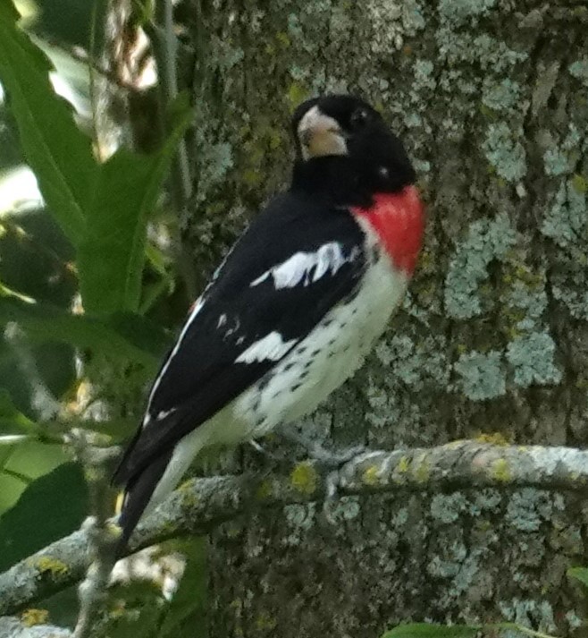 Rose-breasted Grosbeak - ML621322434