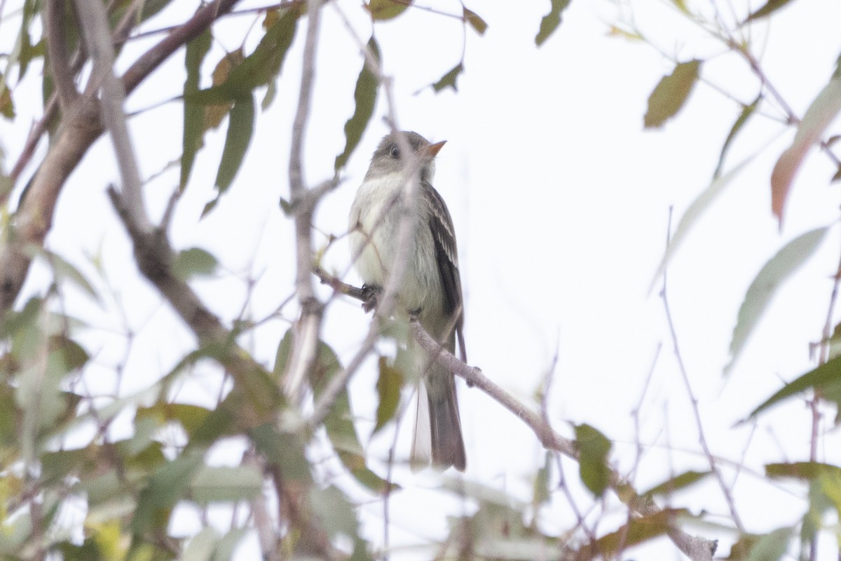 Eastern Wood-Pewee - ML621322477