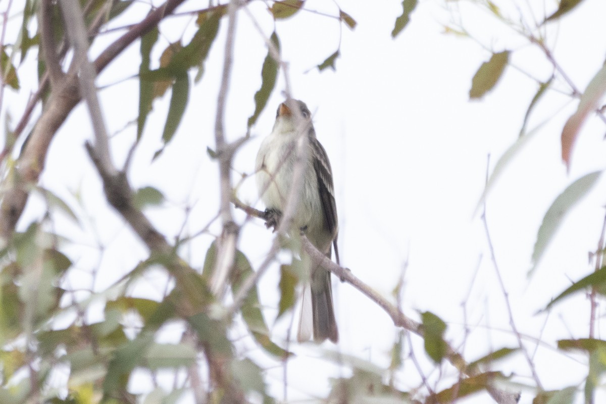 Eastern Wood-Pewee - ML621322482