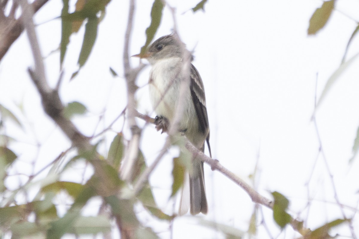 Eastern Wood-Pewee - ML621322489