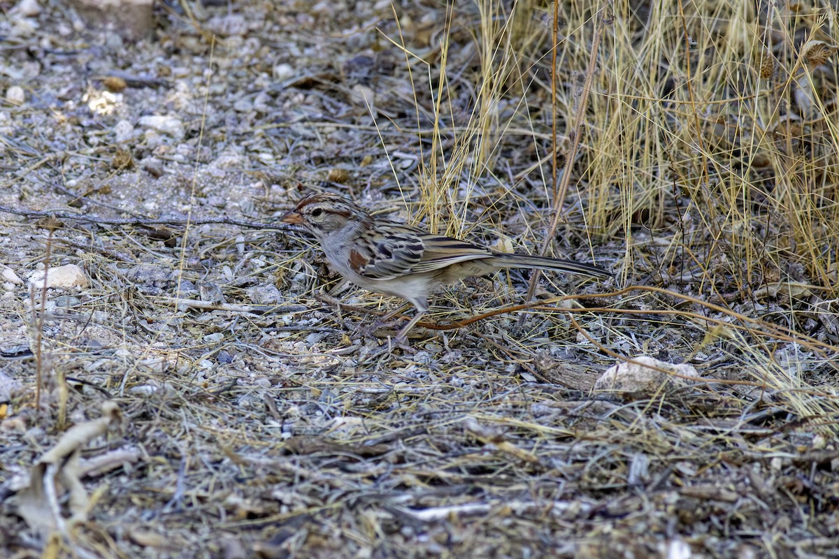 Rufous-winged Sparrow - ML621322500