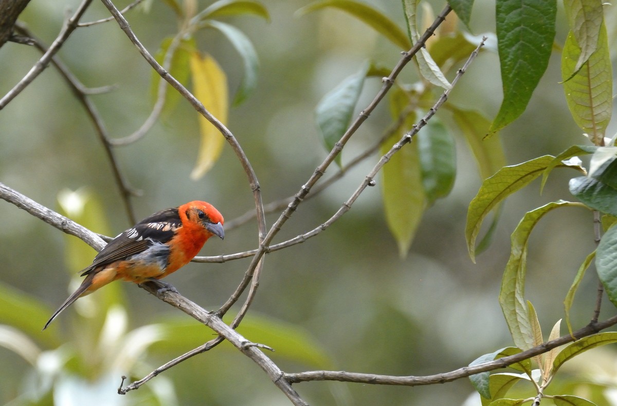 Flame-colored Tanager - ML621322525