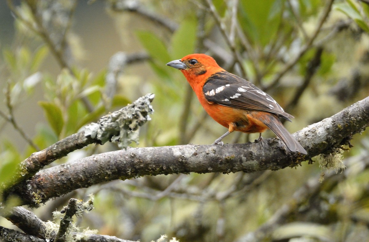 Flame-colored Tanager - ML621322526