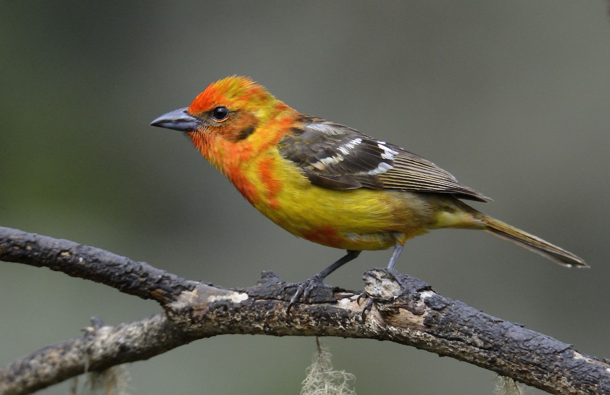 Flame-colored Tanager - ML621322527