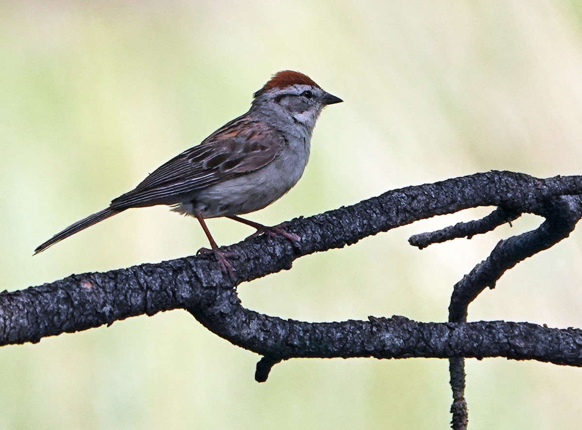 Малая воробьиная овсянка - ML621322547