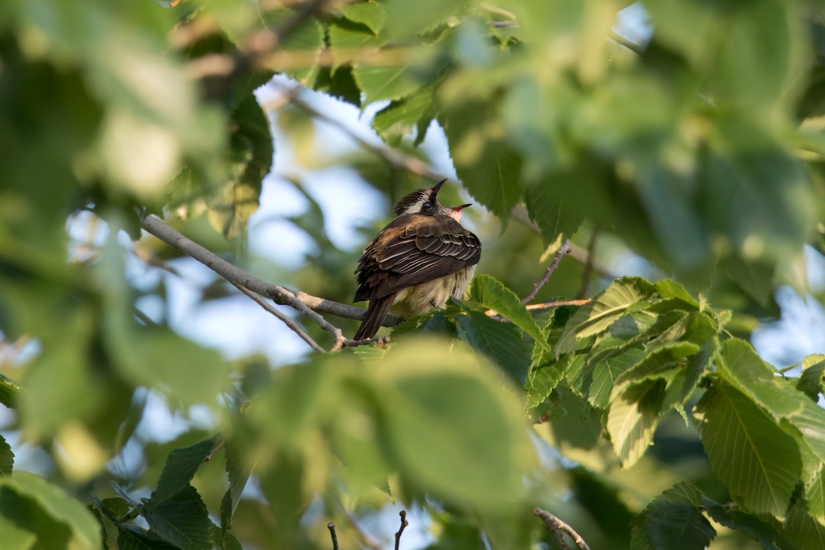 Piratic Flycatcher - ML621322610