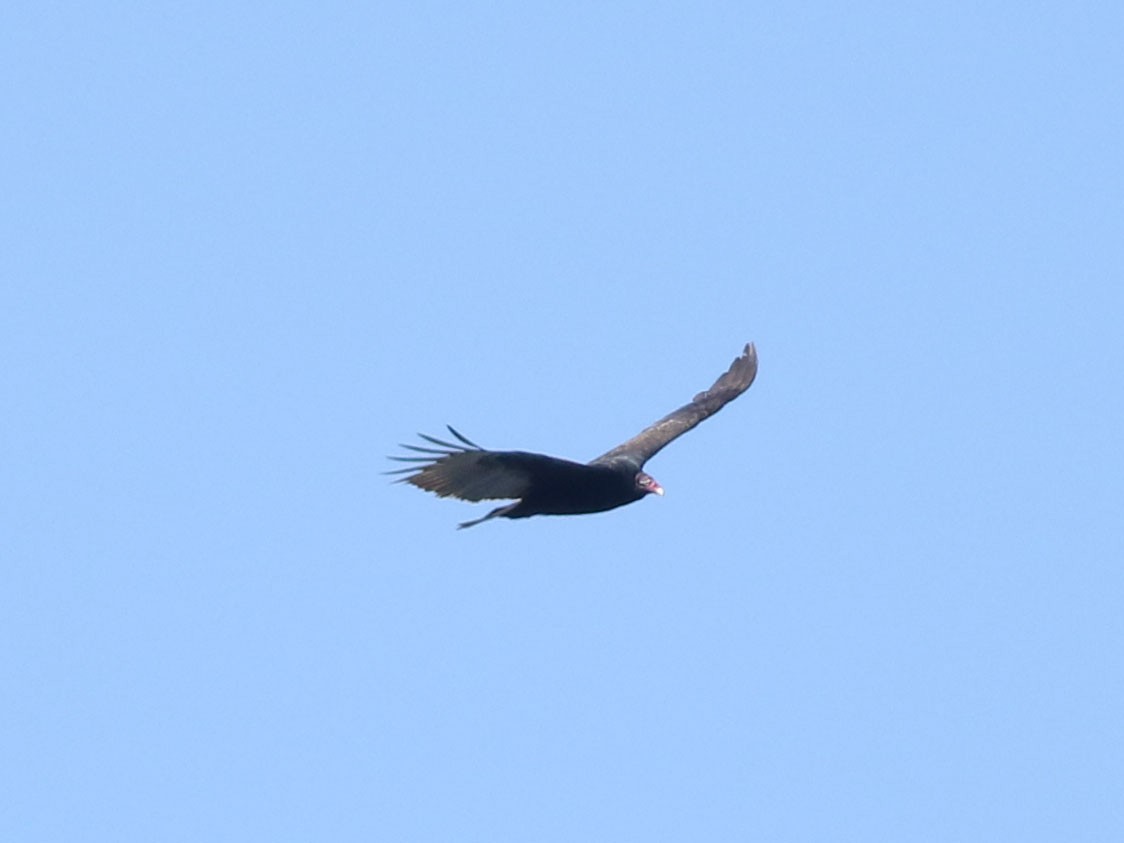Turkey Vulture - ML621322625