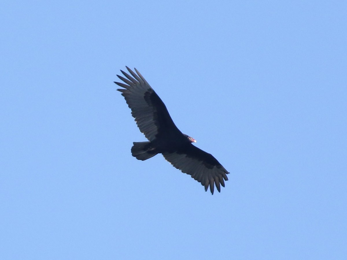 Turkey Vulture - ML621322626