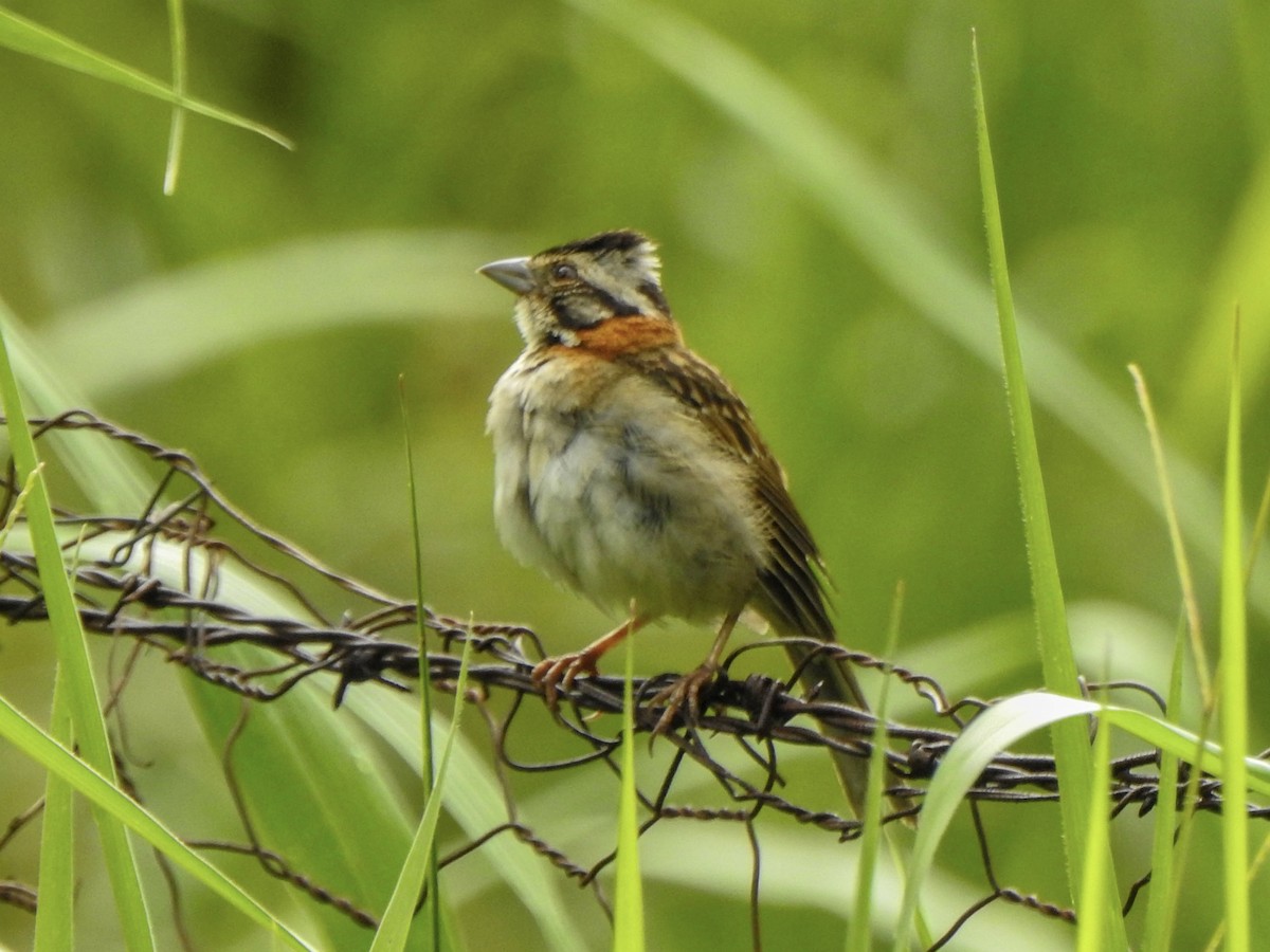 Rufous-collared Sparrow - ML621322628