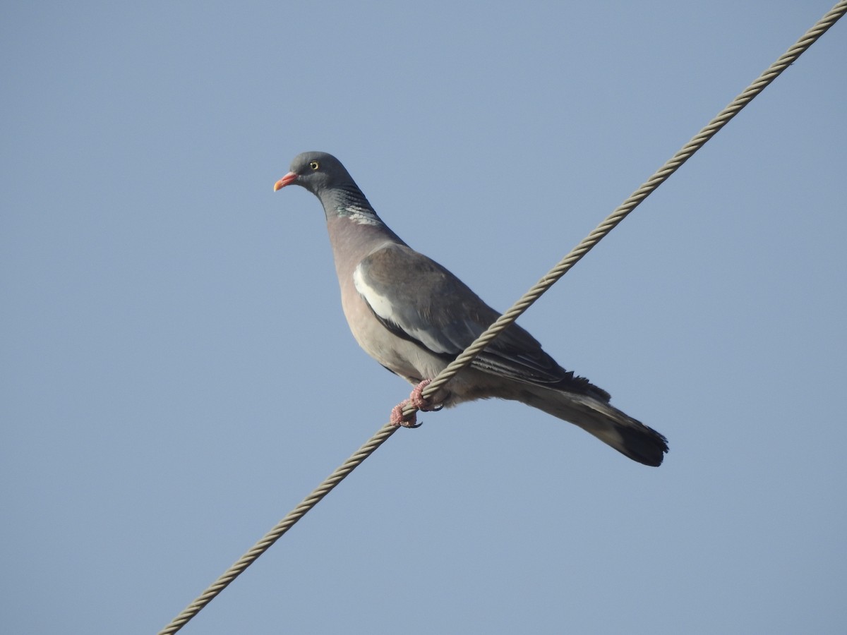 Common Wood-Pigeon - ML621322629