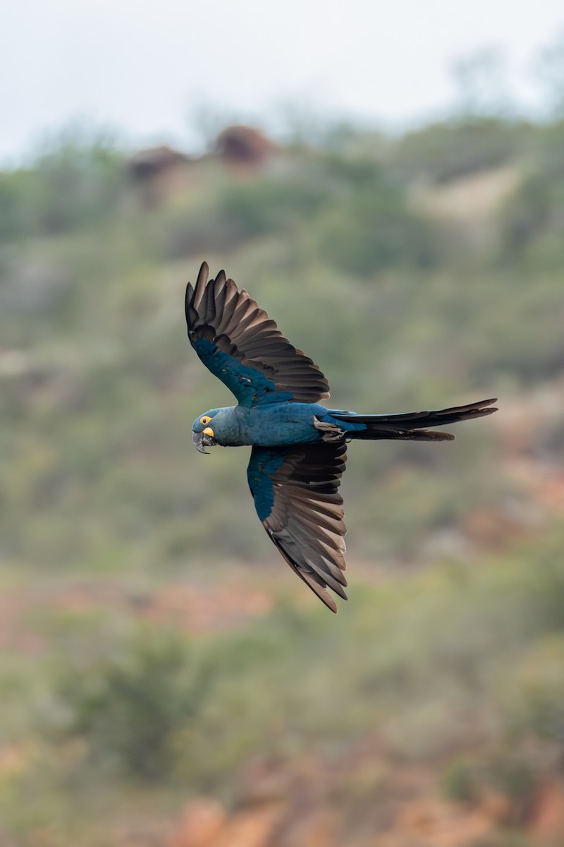 Indigo Macaw - Lucas Barros